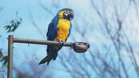 Colorful parrot perched on a post under clear blue sky Stock-Footage 331423713