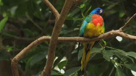 Colorful parrot perched quietly on a tree branch Video stock 310940935
