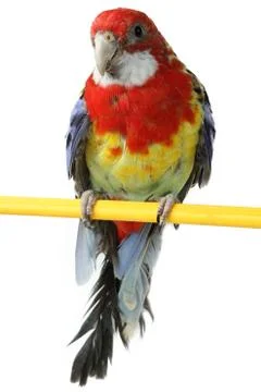 Colorful parrot Stock Photos