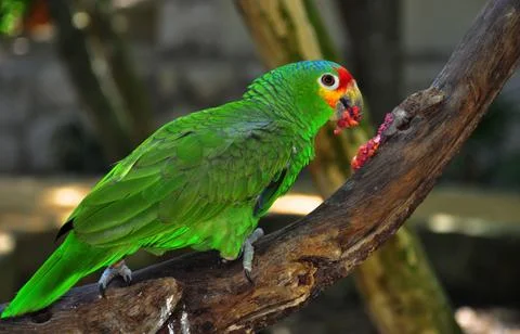 Colorful parrot Fotos de archivo