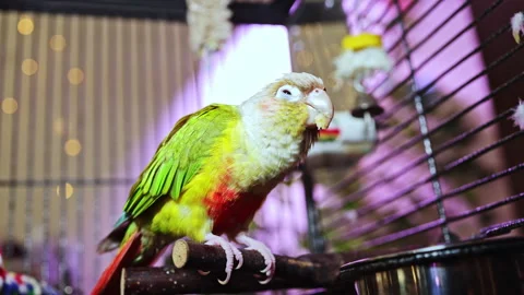 Colorful parrot sits on a perch inside a cage in a room with bright lights Video stock 337910627