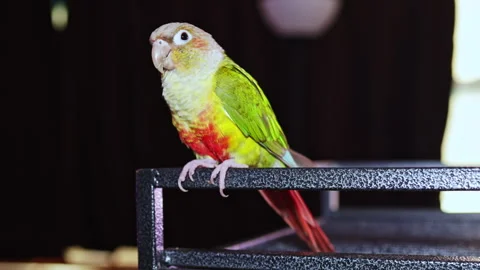 Colorful parrot sits on a small ledge in a home during the afternoon, showcasing Video stock 337933664