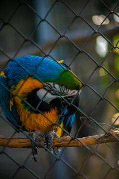 Colorful Parrot at the Zoo Stock Photos