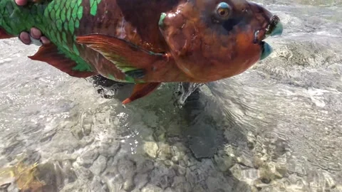 Colorful parrotfish being released into clear shallow water after being Stock Footage 278254868