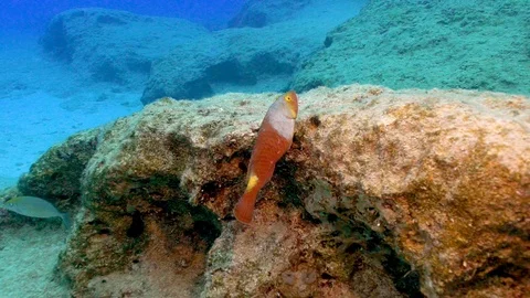 Colorful Parrotfish Video stock 124040331