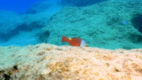 Colorful Parrotfish 動画素材 124040521