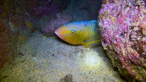 Colorful Parrotfish Resting Between Rocks at Night in Galápagos Islands Stock Footage 310182655