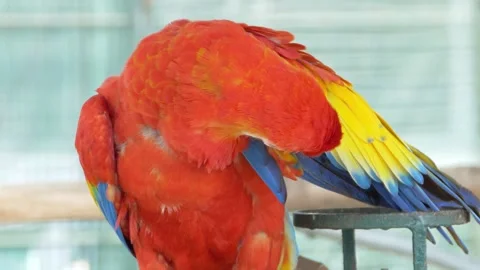 Colorful parrots displaying unique behavior zoo exhibit wildlife indoor Stock Footage 321403768