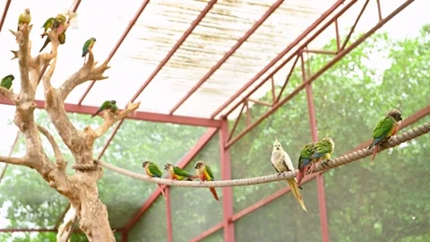 Colorful parrots at horizontal composition Stock Footage 252332864