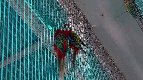 Colorful parrots interact in a large bird cage at a nature reserve during daytim Stock Footage 331368203