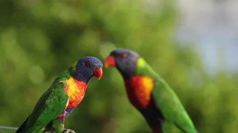 Colorful Parrots Interacting 스톡 동영상 276948555