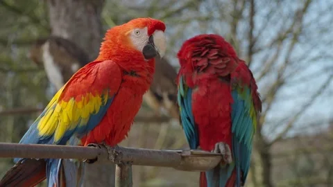Colorful parrots interacting in a natural setting Stockbeeldmateriaal 344235597