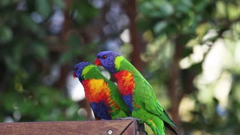 Colorful Parrots Interacting on Perch Video stock 297156568