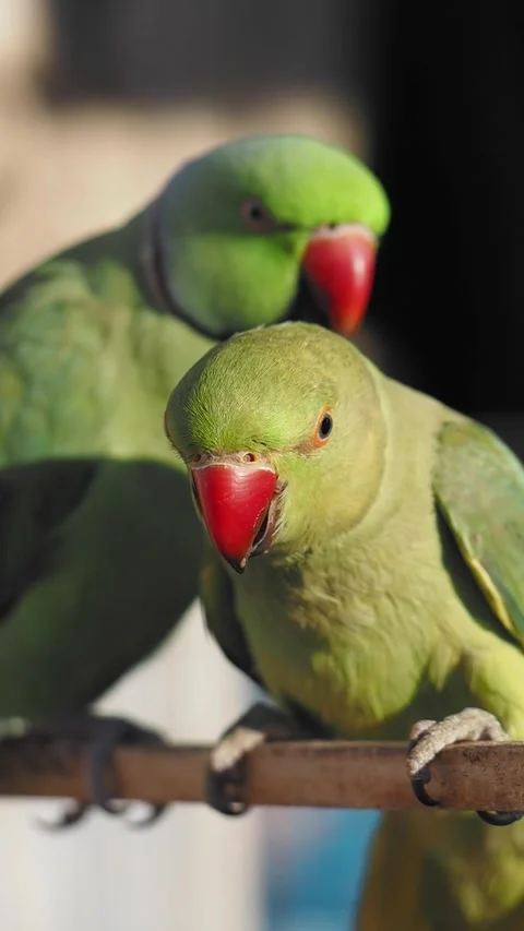 Colorful parrots interacting in a vibrant setting 스톡 동영상 315645748