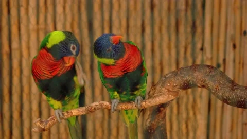 Colorful parrots love birds sitting together on tree branch. Stock Footage