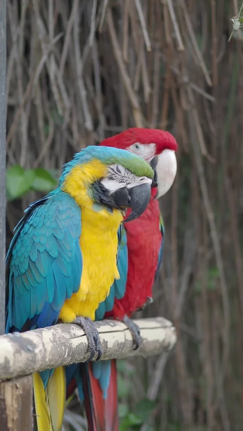 Colorful parrots on a perch in a tropical setting Stock Footage 337142698