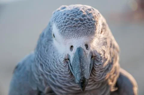 Colorful parrots Stock Photos