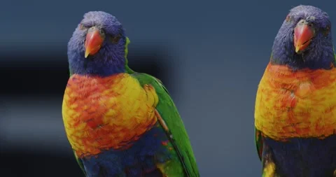 Colorful Parrots, Rainbow Lorikeet , Close Up 스톡 동영상 329363208