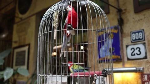 Colorful parrots sit calmly inside a vintage birdcage surrounded by nostalgic de Stock Footage 312979409
