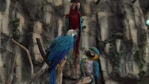 Colorful parrots thrive in the wild, showcasing vibrant feathers vital to their Stock Footage 304883984