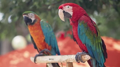 Colorful parrots in a tropical setting Stock Footage 334908500