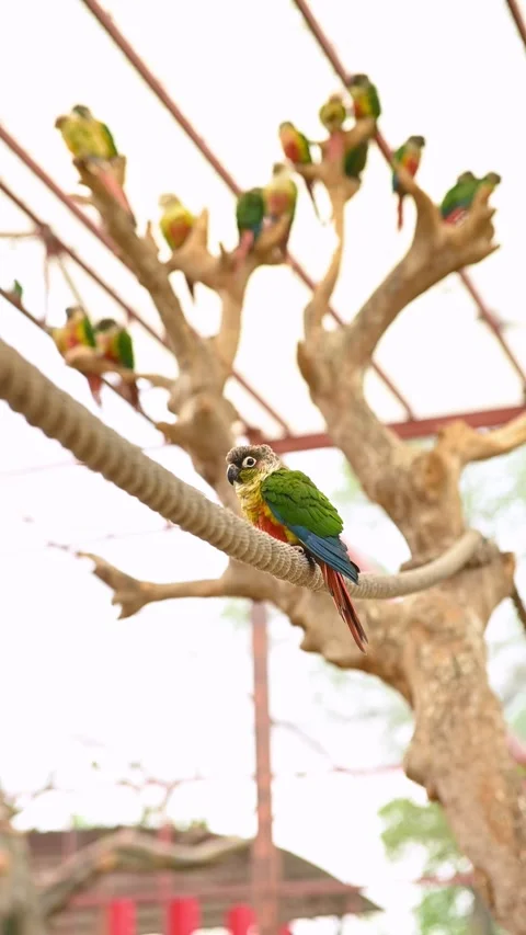 Colorful parrots at vertical composition Stock Footage 251646806