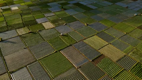Colorful Patchwork Rice Fields Across Valley Floor Stock Footage 342843082