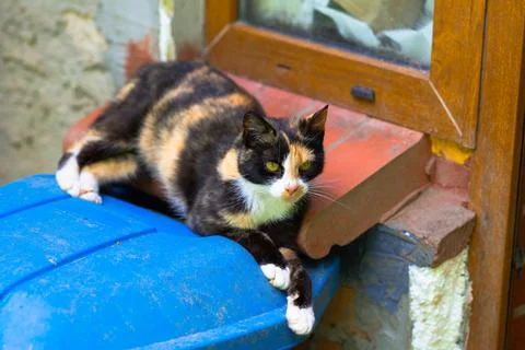Colorful patchy cat lying on a garbage can Foto stock