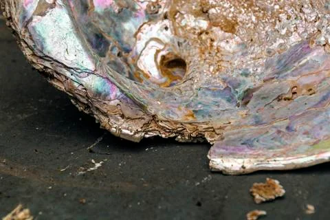 Colorful Pattern and Texture of Decaying Sea Shell 写真素材