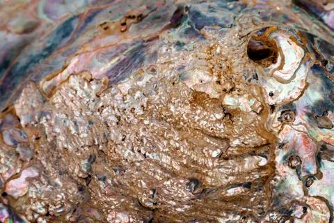 Colorful Pattern and Texture of Decaying Sea Shell Stock Photos