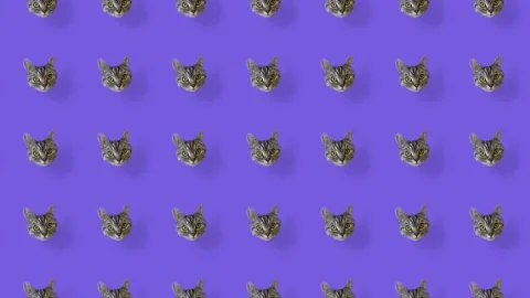 Colorful pattern of cat heads on violet background. Seamless pattern with cat Stock Footage 169242810