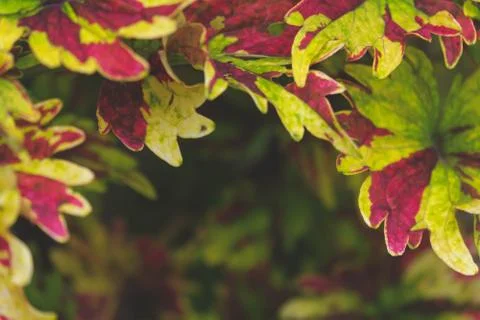 Colorful of pattern leaf background Stock Photos