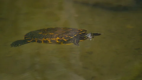 Colorful Patterned Freshwater Turtle Floating on Pond Surface Stock Footage 331148617