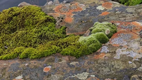 Colorful Patterned Granite Boulders with green moss on Sea Shore Stock Footage 341355710