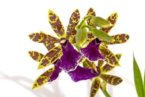 Colorful Patterns and Textures of Blooming Violet Oncidium Orchid Stock Photos