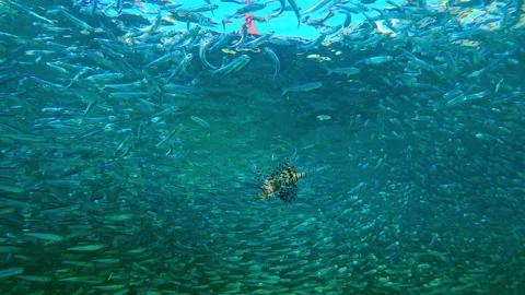Colorful patterns of Lionfish pierce through solid wall of Silversides in water Stock Footage 337453786