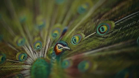 Colorful Peacock Feathers Display With Selective Focus Stock Footage 336069636