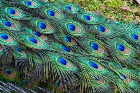 Colorful Peacock Feathers with Eye Patterns Stock Photos
