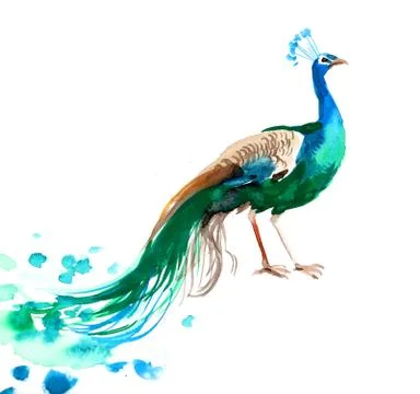 Colorful peacock Stock Illustration