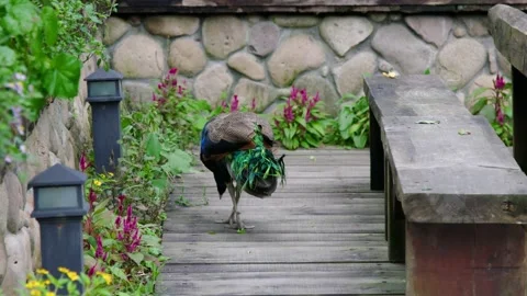 Colorful peacock snatching green leaf on rural chinese farm in slowmo Stock Footage 229425588