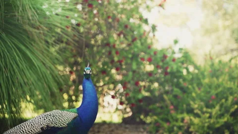 Colorful Peacock Surrounded by Greenery Stock Footage 221217441