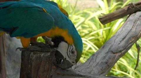 Colorful Pet Parrot, Thailand Stock Footage 66296953