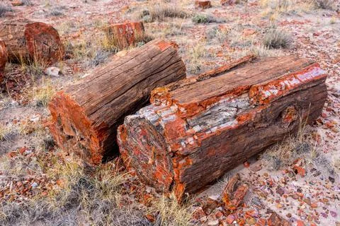 Colorful petrified wood at Petrified Forest National Park in Arizona Stock Photos