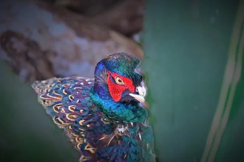 Colorful pheasant head and patterned plumage close-up photo stock Stockfoto's