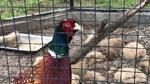 Colorful pheasant is peering through a wire mesh enclosure Stock Footage 297483065