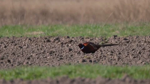 Colorful pheasant in the sun, closeup, 4K slomo Stock Footage 176202602