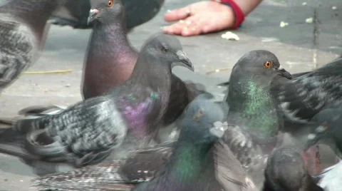 Colorful pigeons Stock Footage 683073