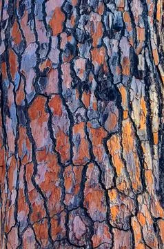 Colorful pine tree bark texture creating natural pattern Foto stock