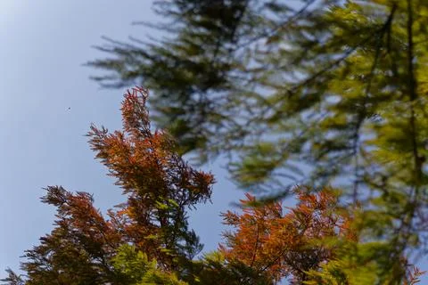 Colorful Pine Tree Branches Overlapping Against Clear Blue Sky Foto stock