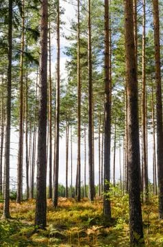 Colorful pine tree forest Stock Photos